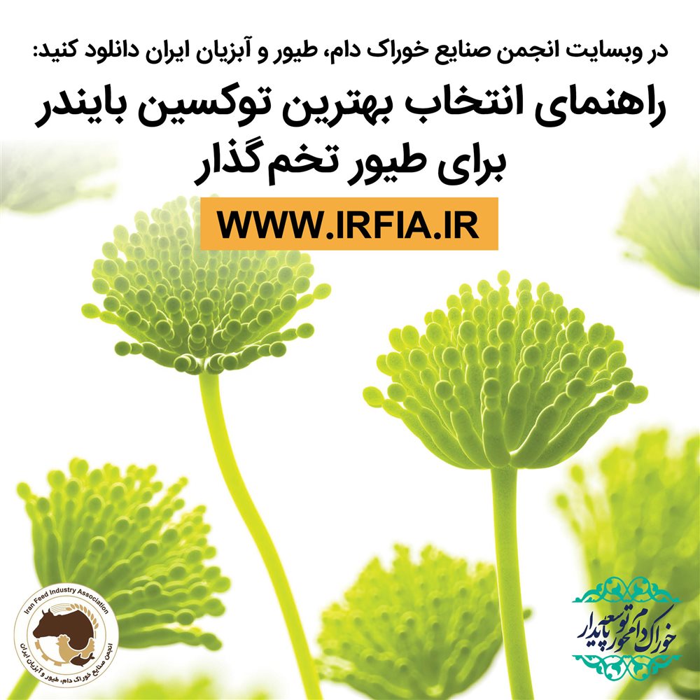 راهنمای انتخاب بهترین توکسین بایندر برای طیور تخم گذار